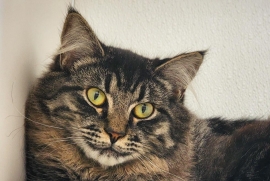 Domestic Medium Hair