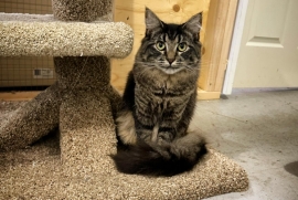 Domestic Medium Hair