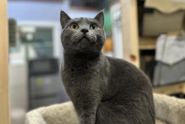 Domestic Short Hair Domestic Short Hair