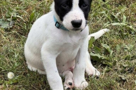 Staffordshire Bull Terrier