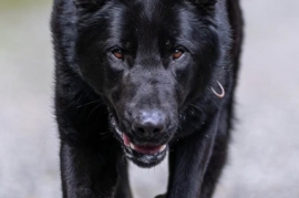 German Shepherd Dog