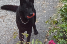 German Shepherd Dog