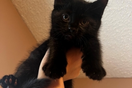 Domestic Medium Hair