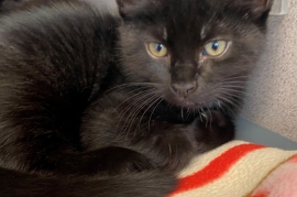 Domestic Medium Hair