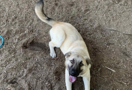 Anatolian Shepherd