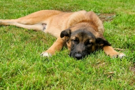 Shepherd