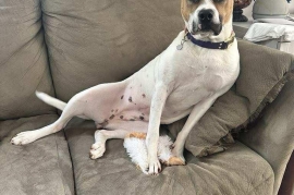 Jack Russell Terrier