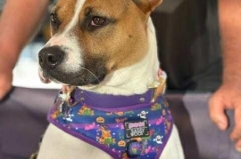 Jack Russell Terrier