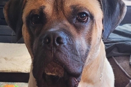 Mastiff