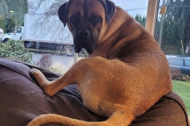 Mastiff