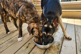 German Shepherd Dog German Shepherd Dog