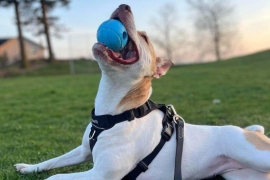 Jack Russell Terrier