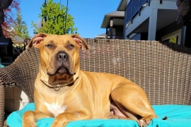 Bullmastiff