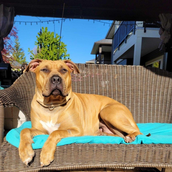 Bullmastiff