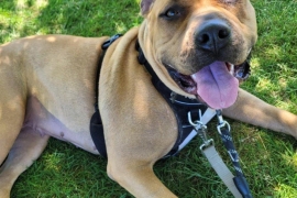 Bullmastiff