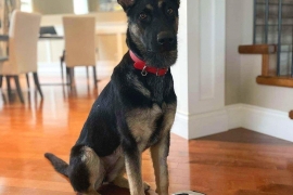German Shepherd Dog
