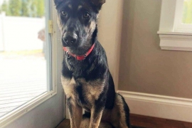 German Shepherd Dog