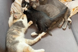 Domestic Short Hair Domestic Short Hair