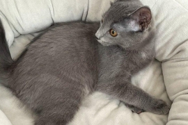 Domestic Short Hair Domestic Short Hair