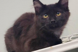 Domestic Medium Hair