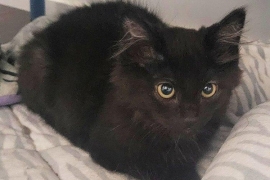 Domestic Medium Hair Domestic Medium Hair