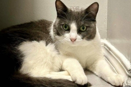 Domestic Short Hair Domestic Short Hair