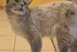 Domestic Medium Hair