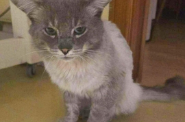 Domestic Medium Hair