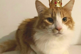 Domestic Medium Hair