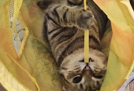 Domestic Short Hair Domestic Short Hair