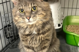 Domestic Medium Hair