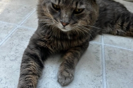 Domestic Medium Hair