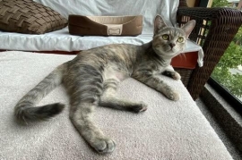 Domestic Short Hair Domestic Short Hair