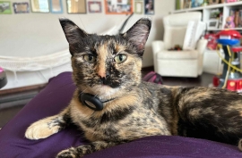 Domestic Short Hair Domestic Short Hair