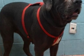 Cane Corso