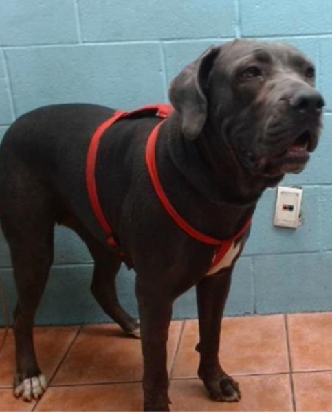 Cane Corso