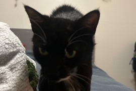 Domestic Short Hair Domestic Short Hair