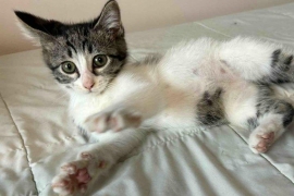 Domestic Short Hair Domestic Short Hair