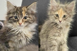 Domestic Medium Hair