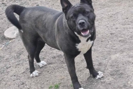 Akita