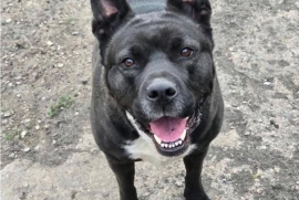 Akita