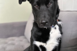Mixed Breed