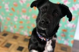 Mixed Breed