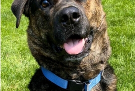 Mixed Breed Mixed Breed