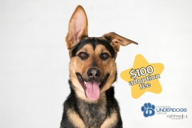 German Shepherd Dog