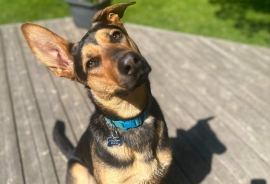 German Shepherd Dog