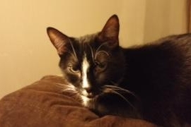 Domestic Short Hair Domestic Short Hair