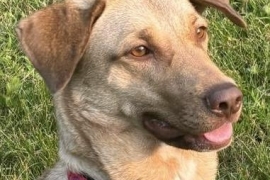 Labrador Retriever