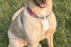 Labrador Retriever