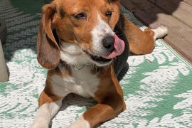 Beagle